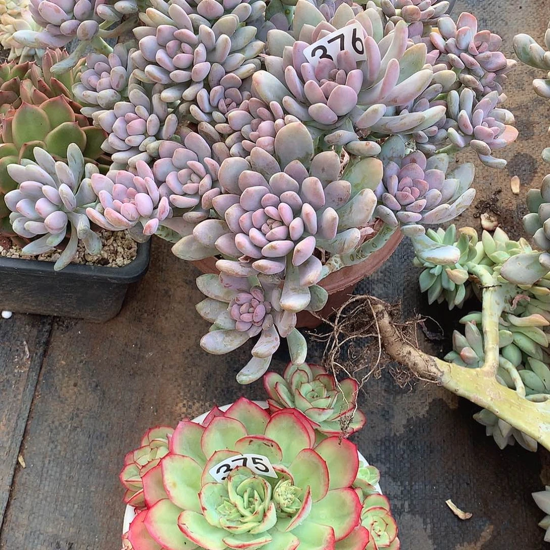 376美人手指 一物一拍多肉