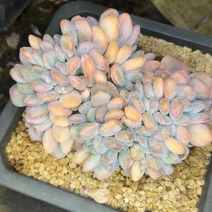 粉兔缀精控，一物一拍