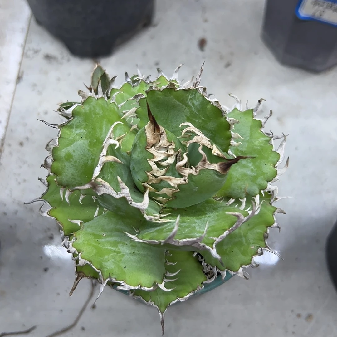 蕾丝一物一拍偏远不包邮不退不换