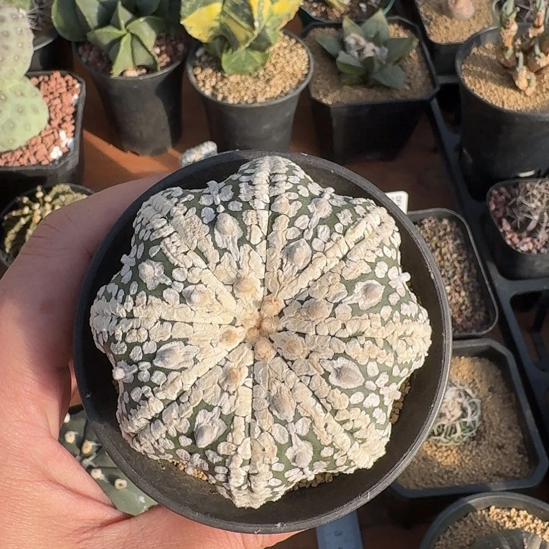 *****海星兜仙人球123456