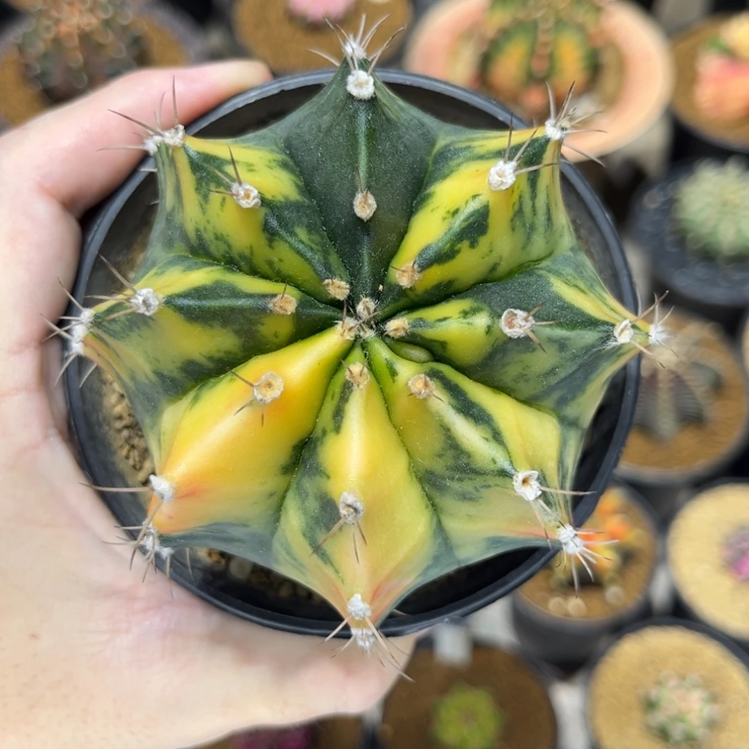 泰系实生根特价——-