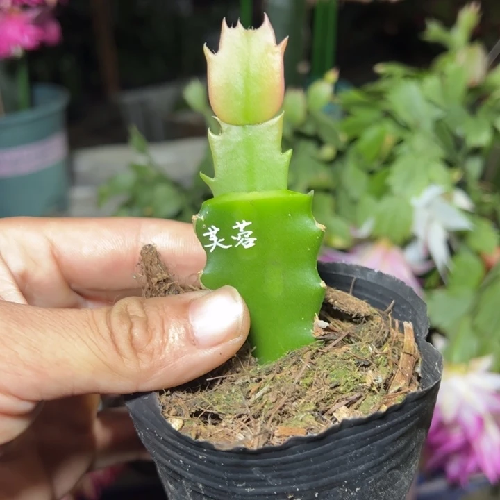 芙蓉嫁接单片小苗一颗