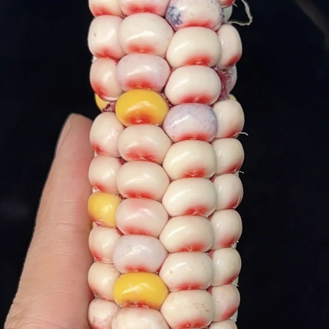 稀有色 彩绘山 是钟子 钟子 钟子