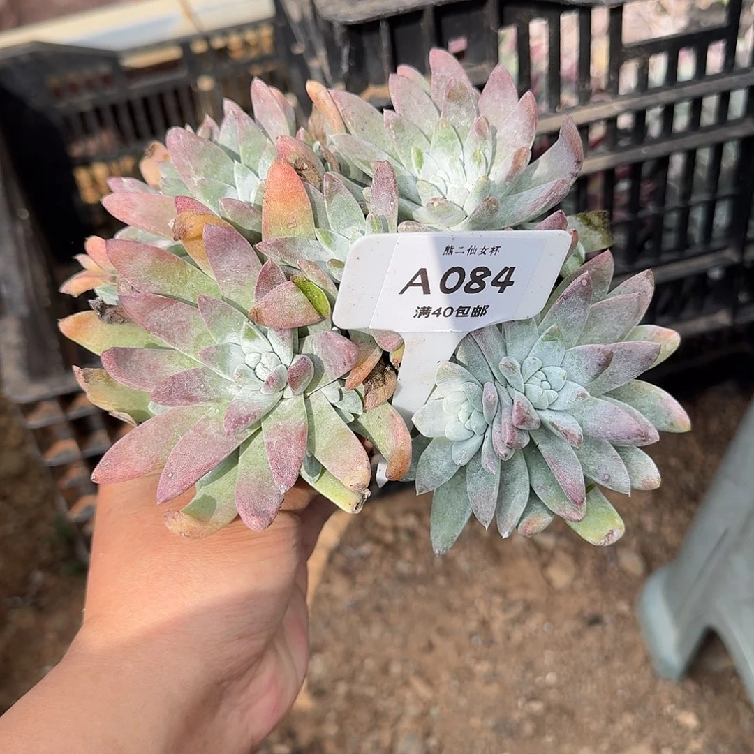 大***图多肉植物仙女杯A084