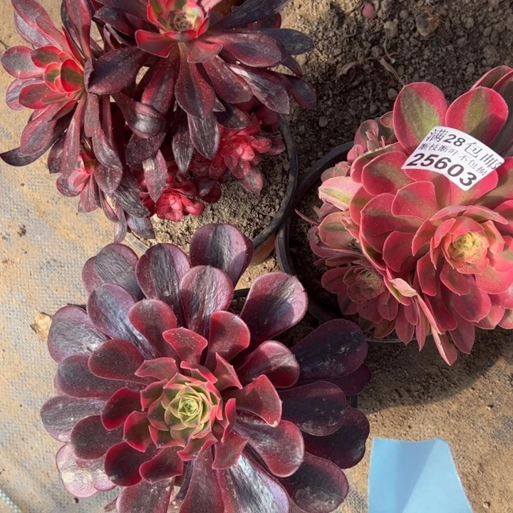 25603三颗多肉植物