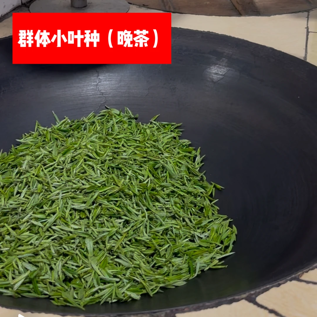 【一芽一叶 群体小叶种】晚茶 东山自家碧螺春