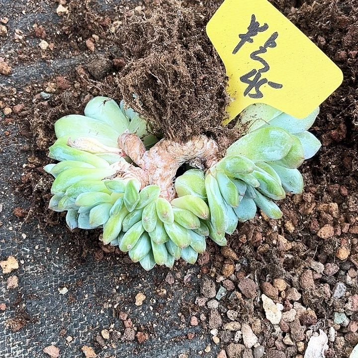半***光星影45号码牌子的话题了