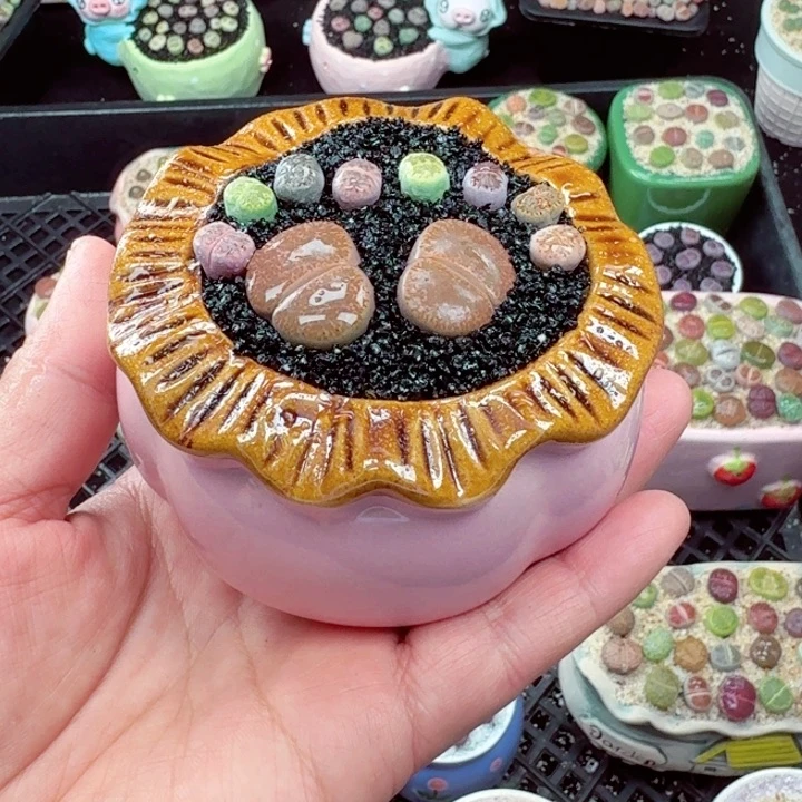 555零下地区记得拍保温箱