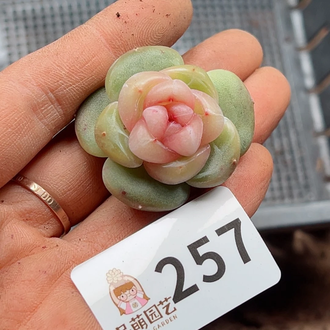 暖*?多肉植物多肉植物