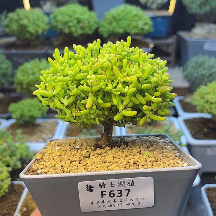 637蜜橘糖球枝干番杏