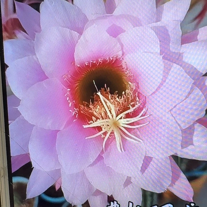 佛拉门戈侧芽5公分左右毛花柱（20包邮）