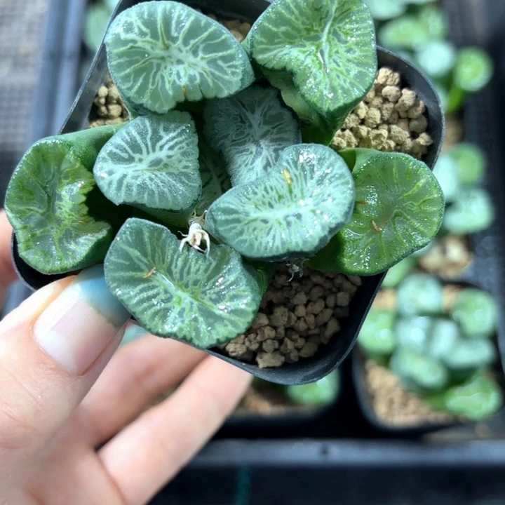 母本翡翠龙万象多肉植物