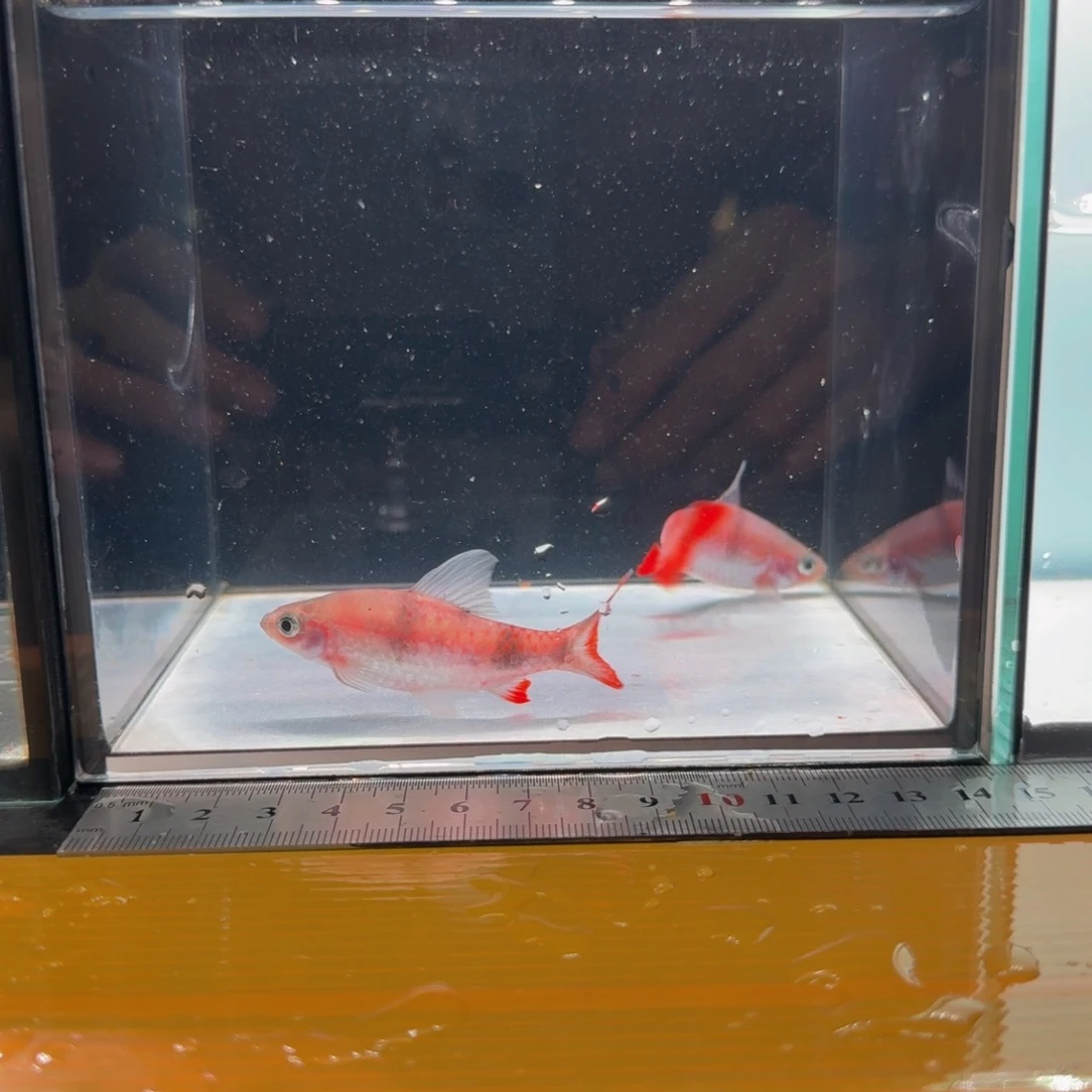 海水西高止道金斯鲃