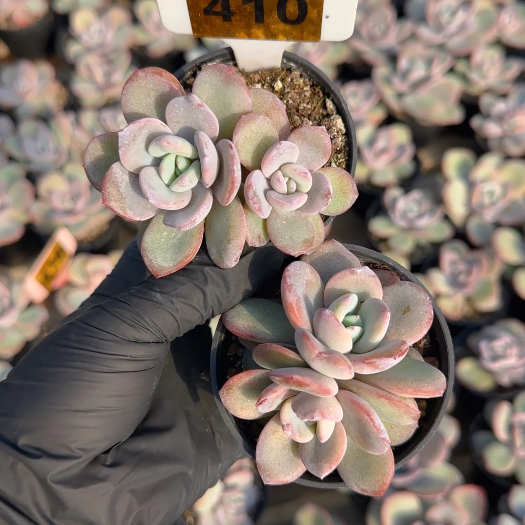 410号韩版奶茶两颗，8盆口