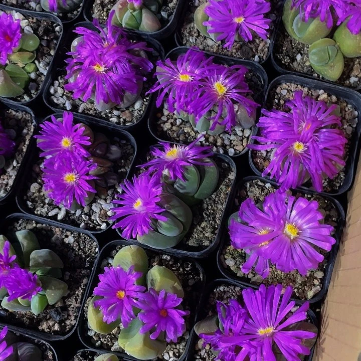 无比玉2.8带盆土发