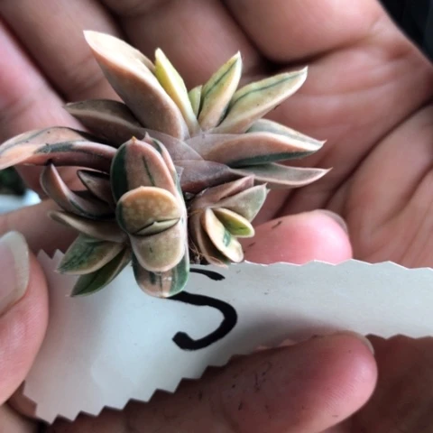 日系子宝锦蜗牛锦