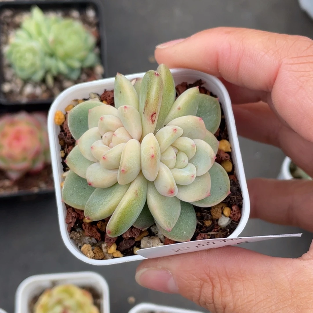 745号糖心冰心珍妮 星允