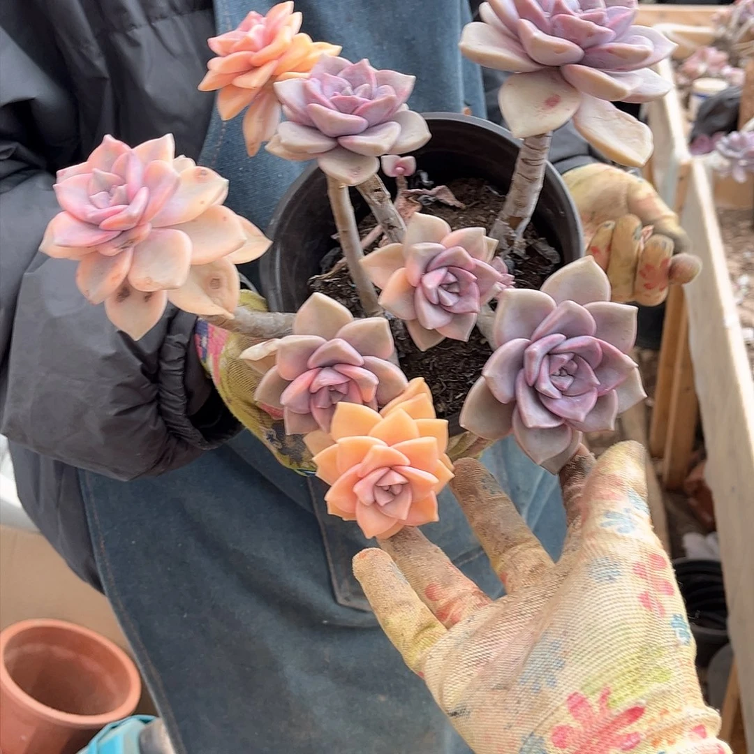 心*悦多肉植物A24