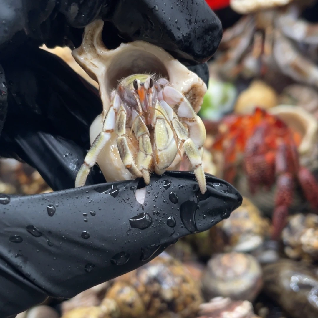 不退不换谢谢支持Y26