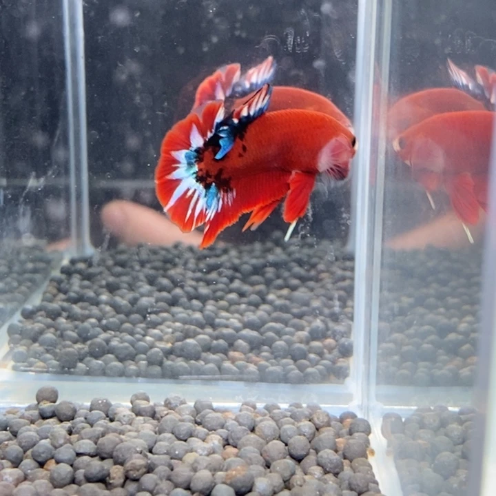 斗鱼泰国斗鱼272号