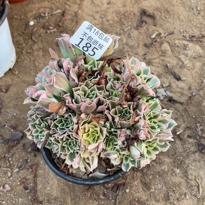 185白凤小绣球1号棚