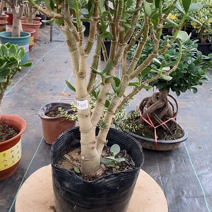 碧**海25玉树一物一拍