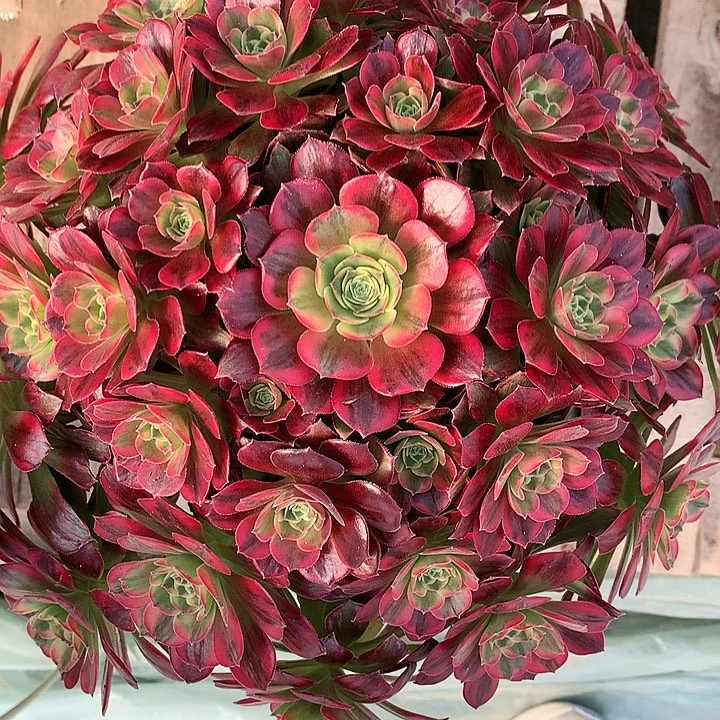 法师图片多肉植物