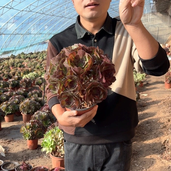精品荷兰玫瑰好看好养