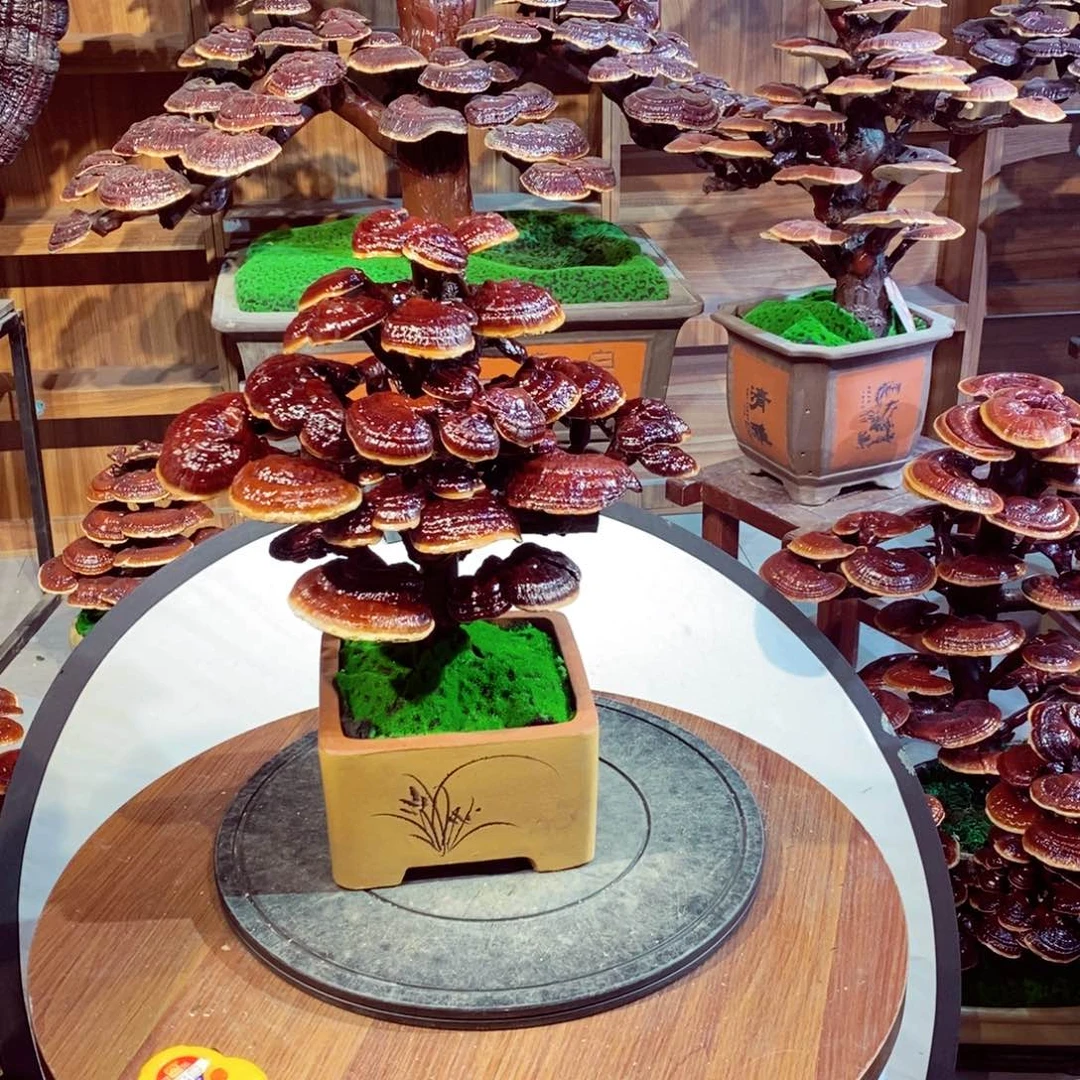 发财树的发财树的