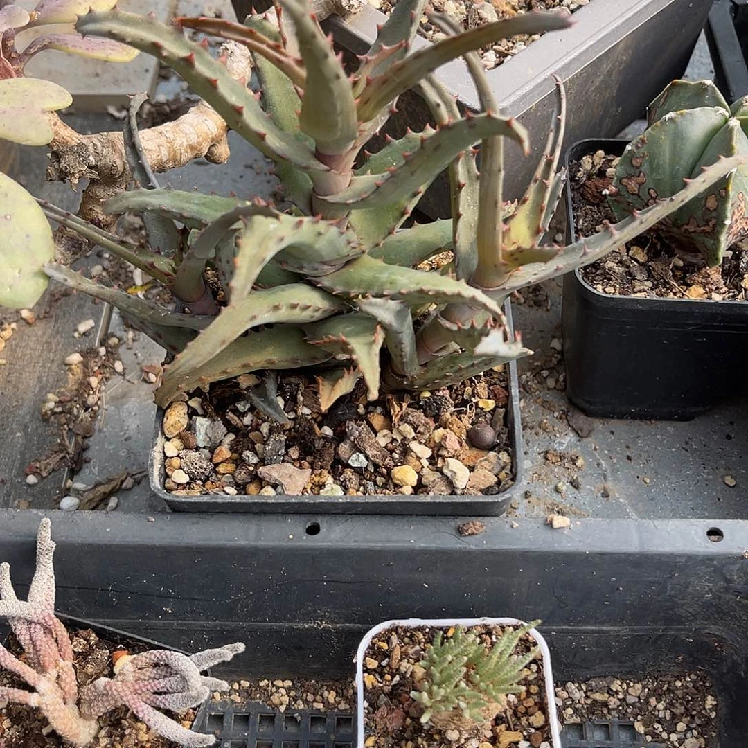 卡萨帝芦荟一物一拍