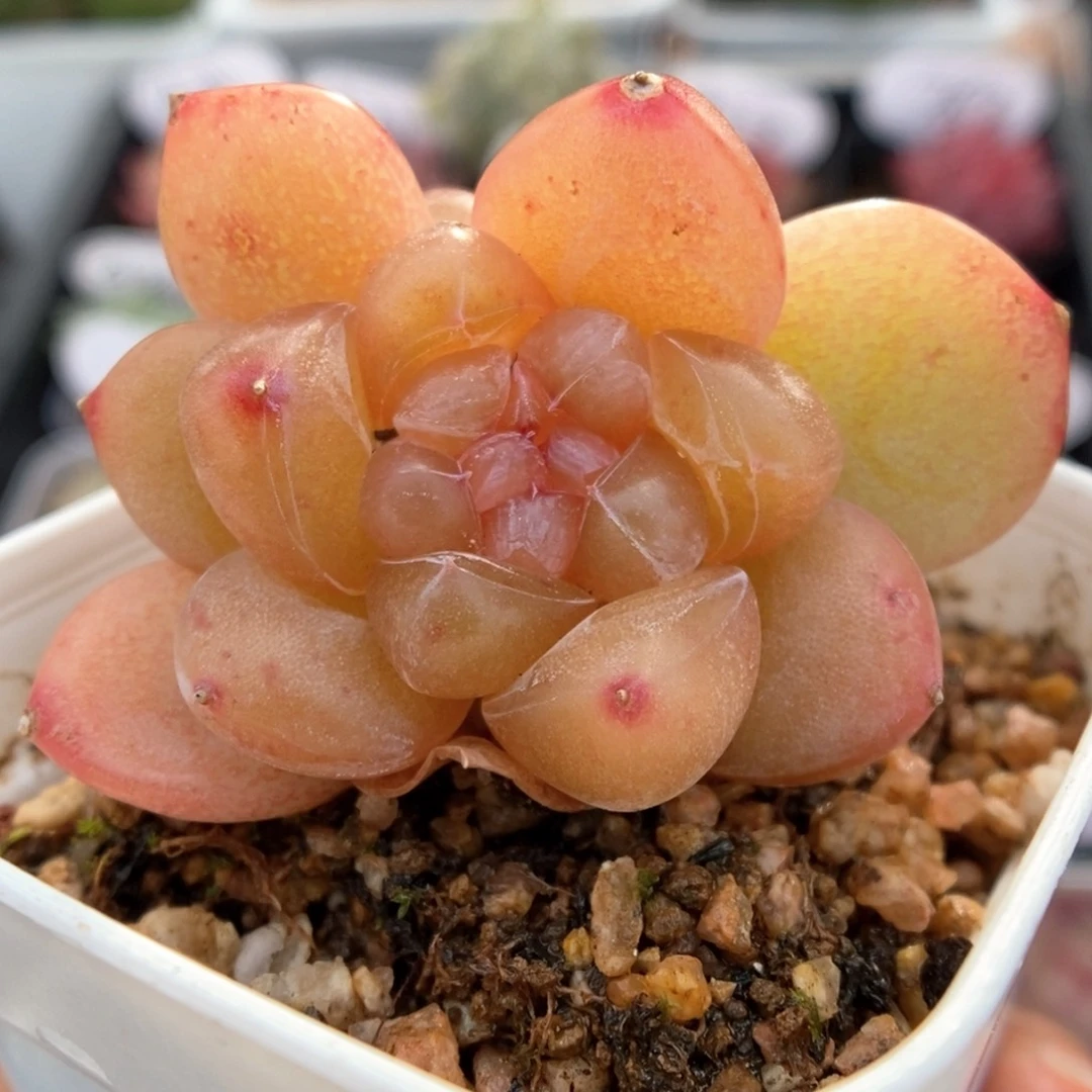 冰淇凌双头可拍567号