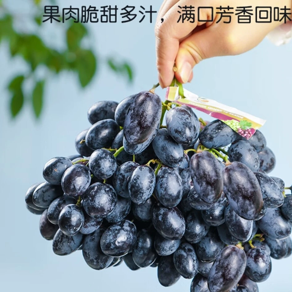 新鲜采摘黑加仑提子葡萄脆甜多汁皮薄当季水果3斤黑加仑顺风包邮