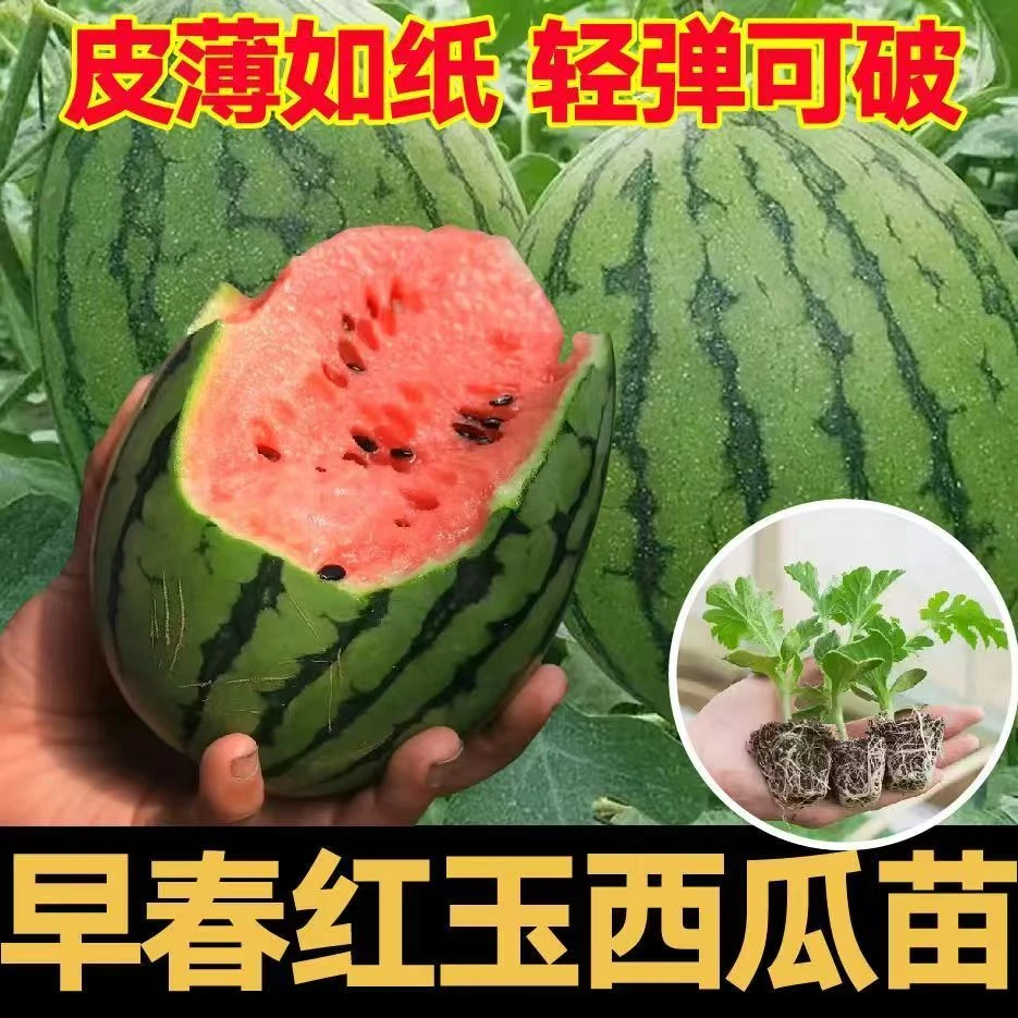 早春红玉西瓜苗早熟超甜西瓜品种穴盘育苗地栽盆栽