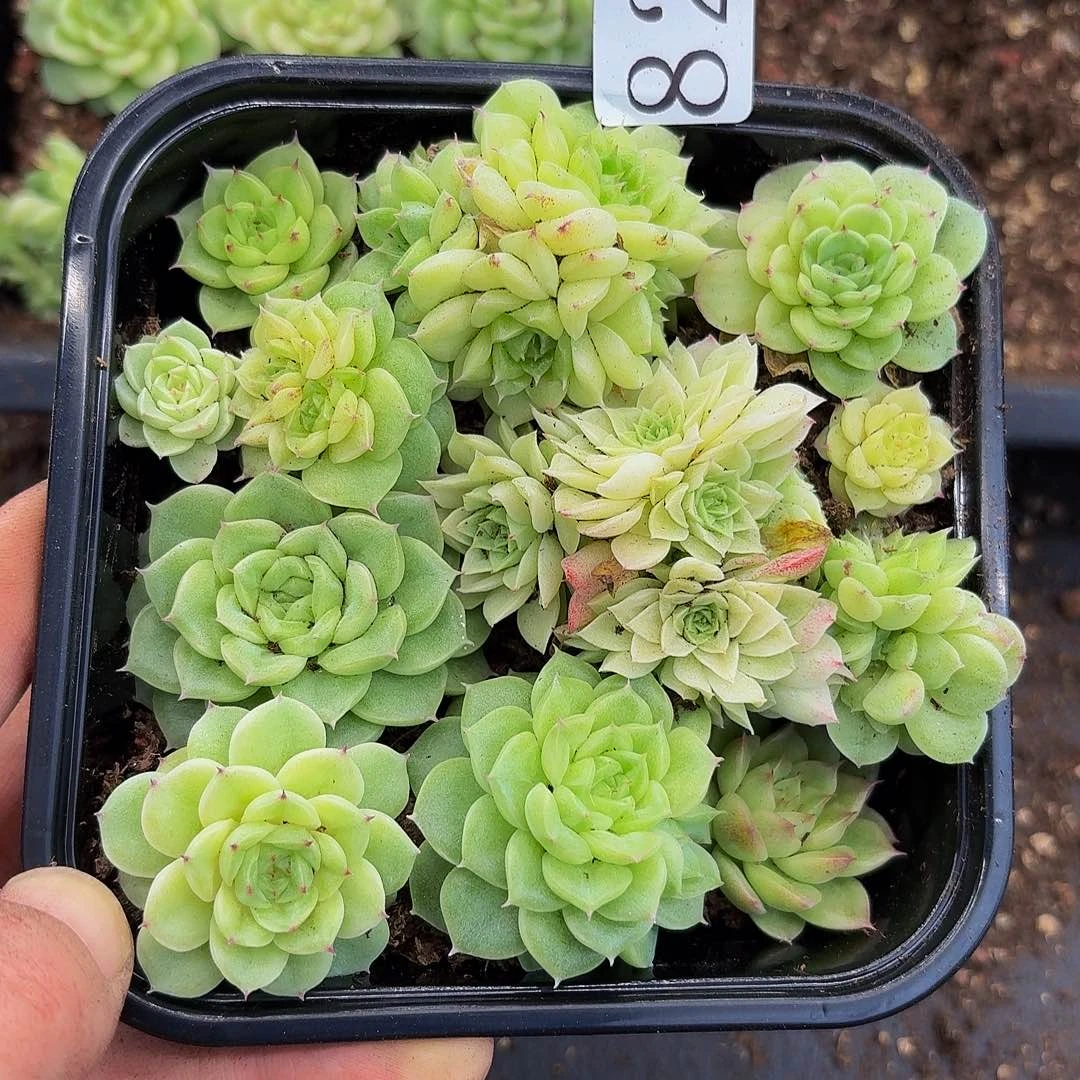多肉植物多肉植物829