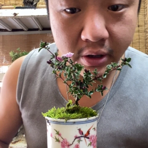 红陶一物一拍所见即所得284