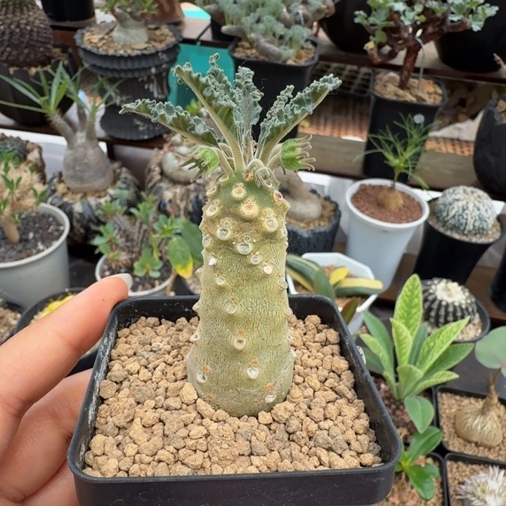 椰子琉桑374 仙人球