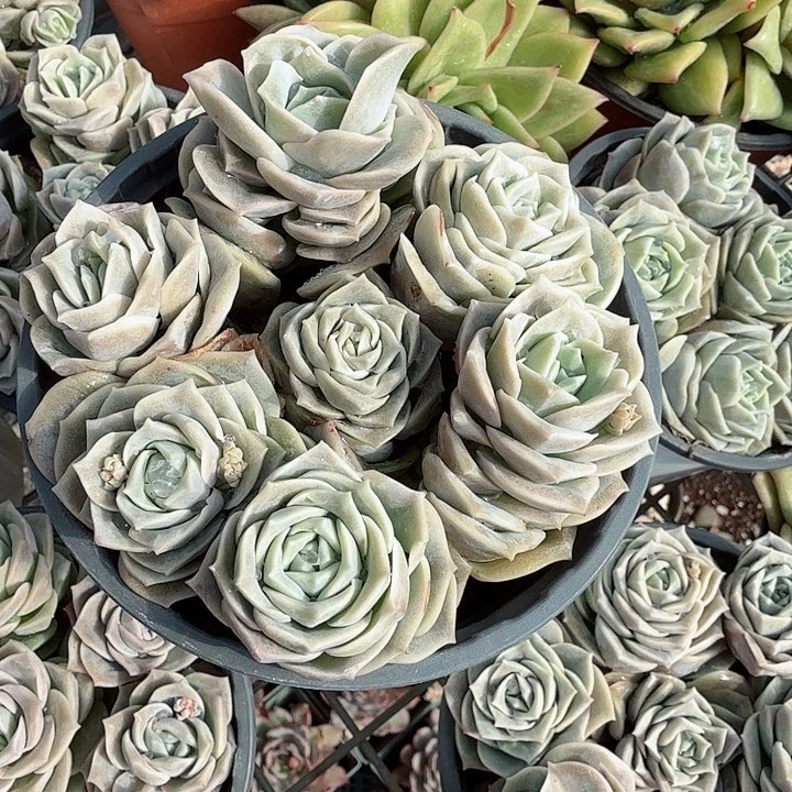 可爱玫瑰多肉植物精品
