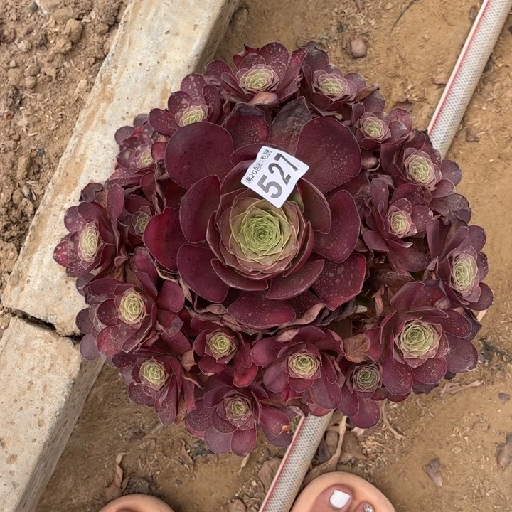 魅金玫瑰521不包断枝