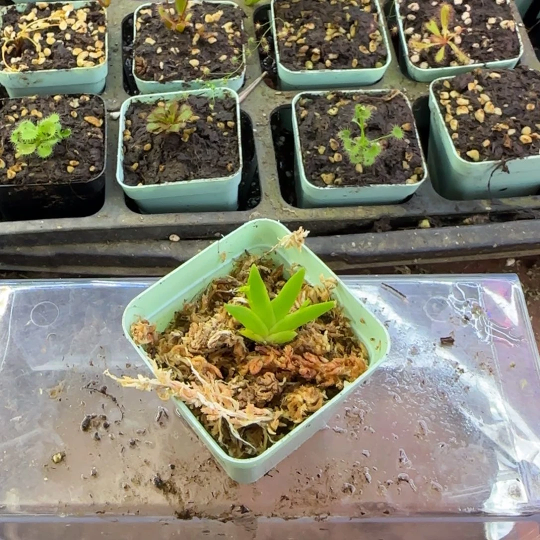 小***草完全开放一物一拍文心兰