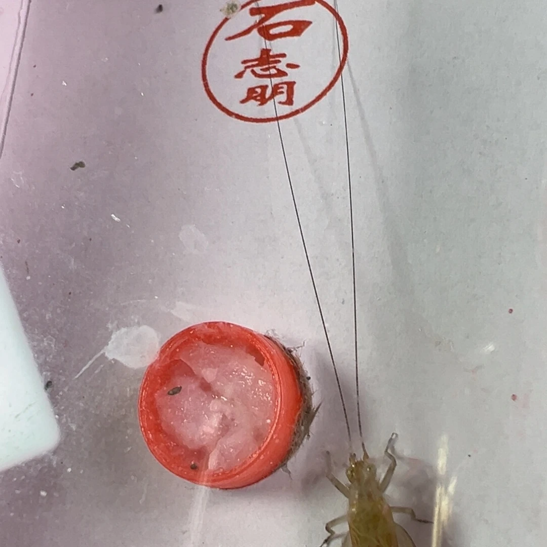 有***玩大个大黄蛉一只合适