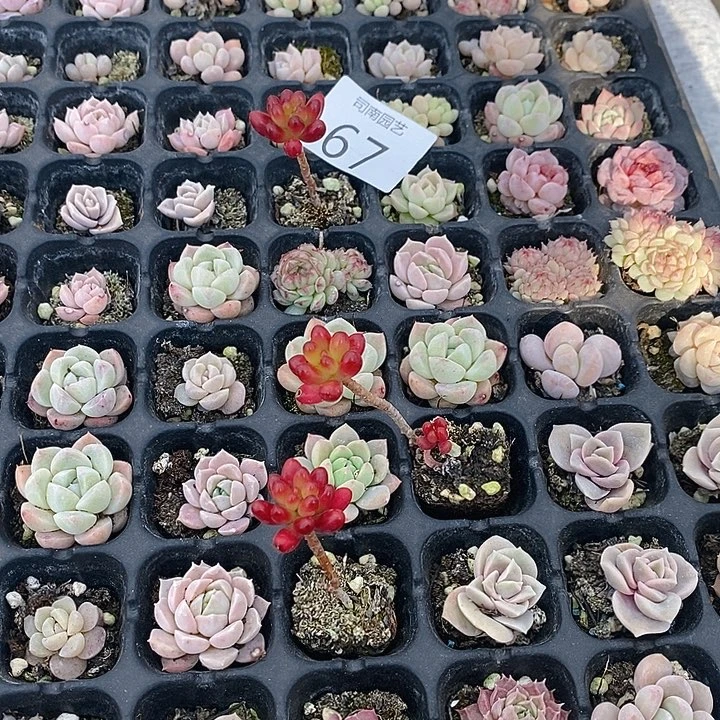 67 多肉植物盆栽花卉植物