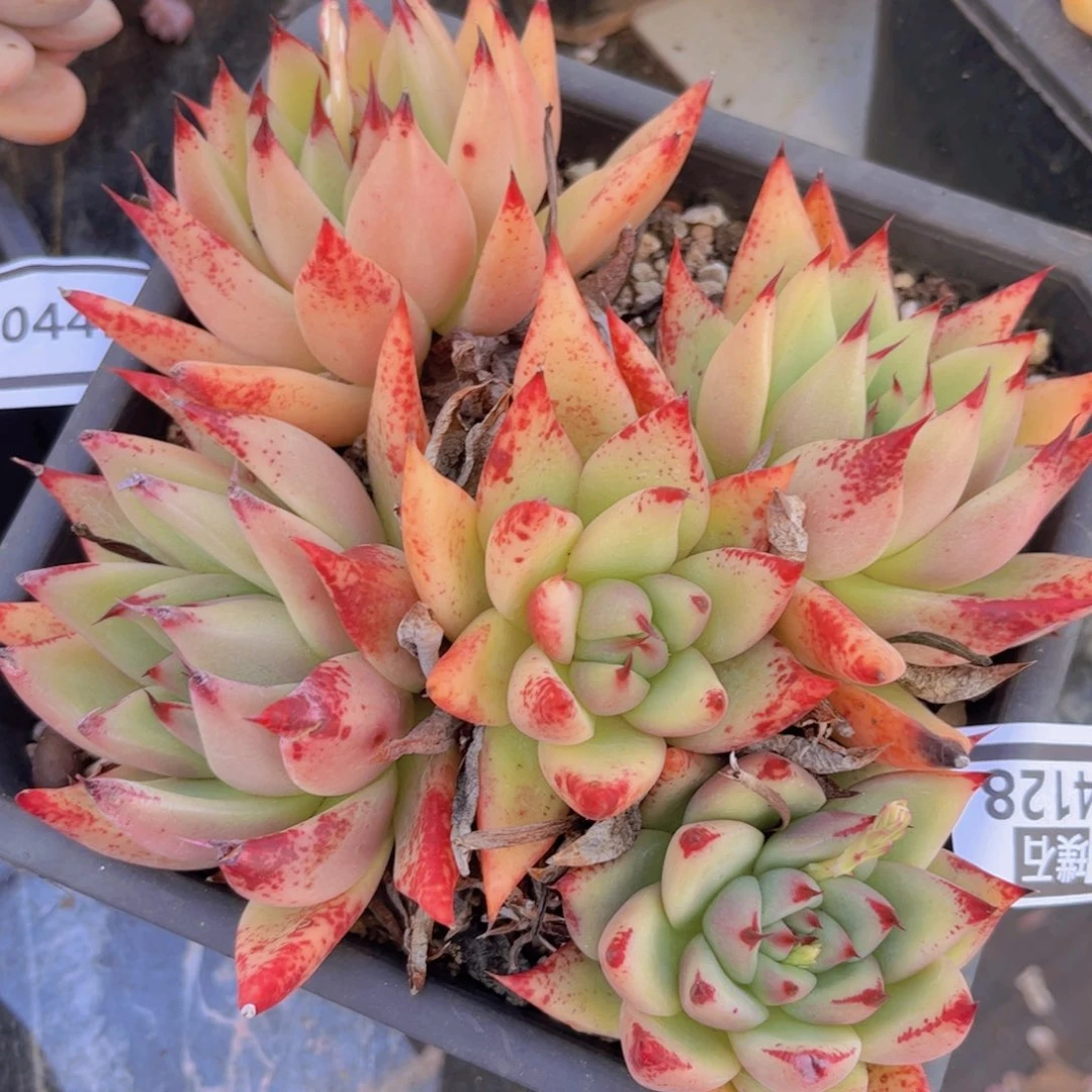 东云杂04128多肉植物