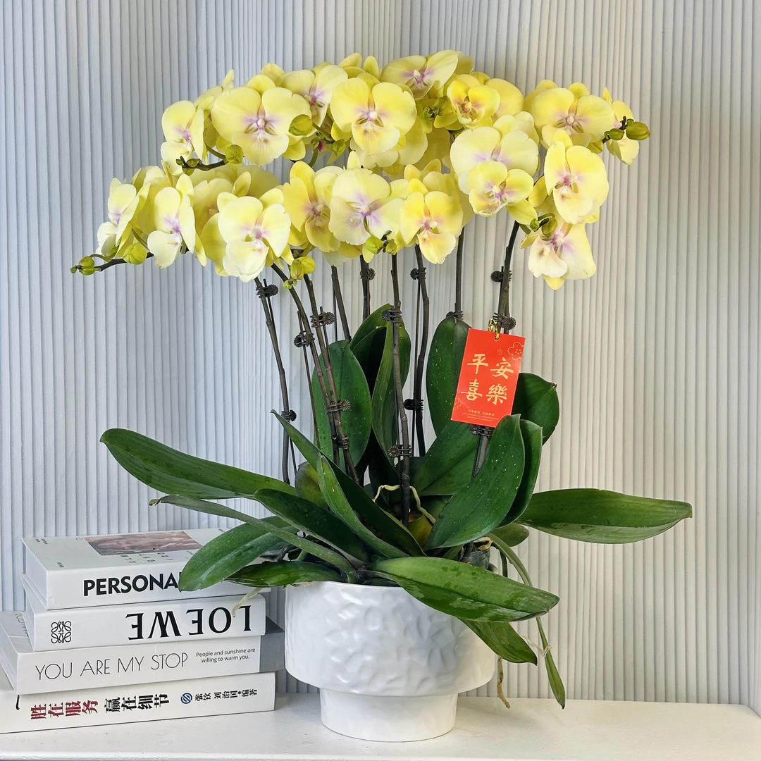 蝴蝶兰《大吉大利》年度爆款花艺术组盆美观花色娇艳耐养室内花5-10