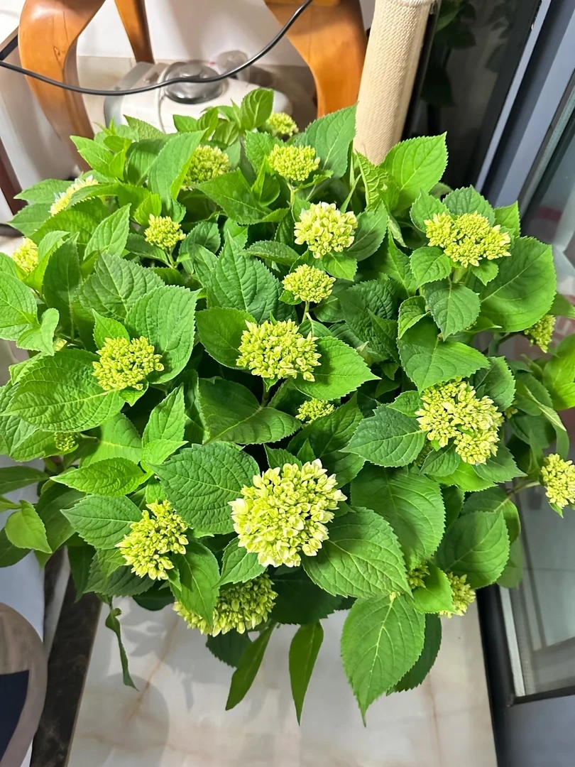 （无尽夏)绣球花盆栽 庭院阳台 耐寒四季开花