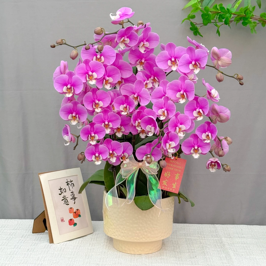 悦己蝴蝶兰《安娜》鲜花  北欧风 好养花期长 年宵花 室内欣赏