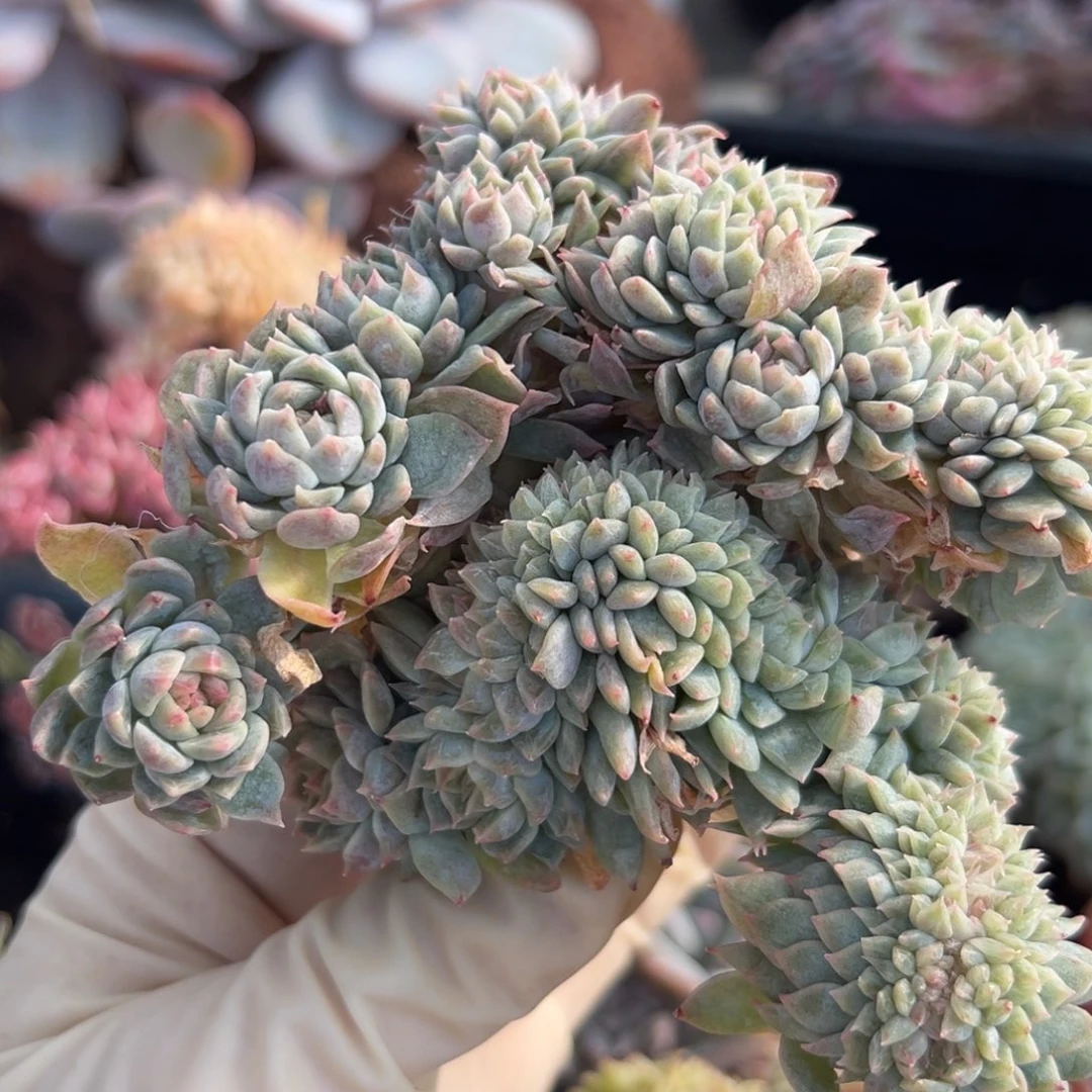 新年快乐 新年快乐