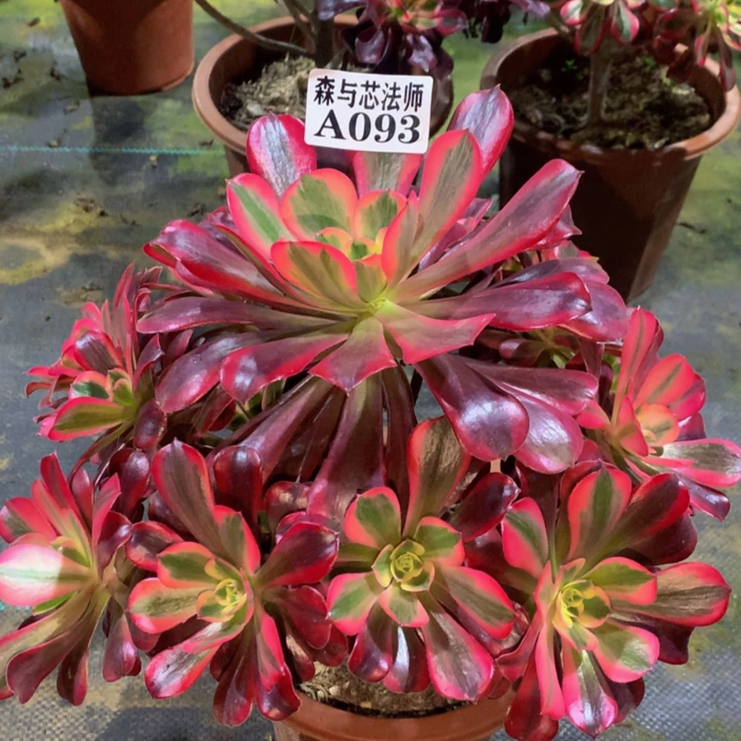 【闪购商品】93美杜莎