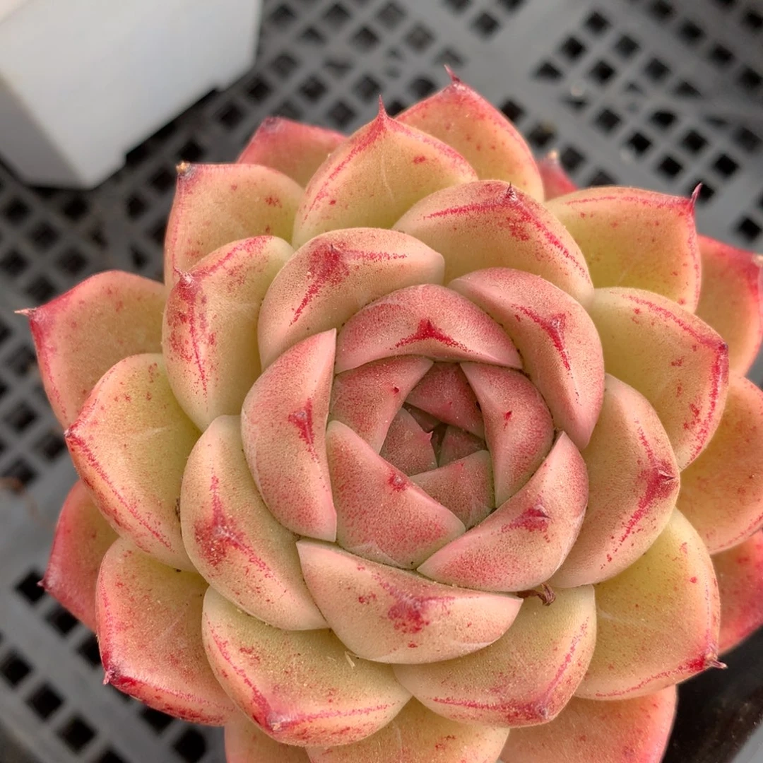 0125-71 麦杆优选