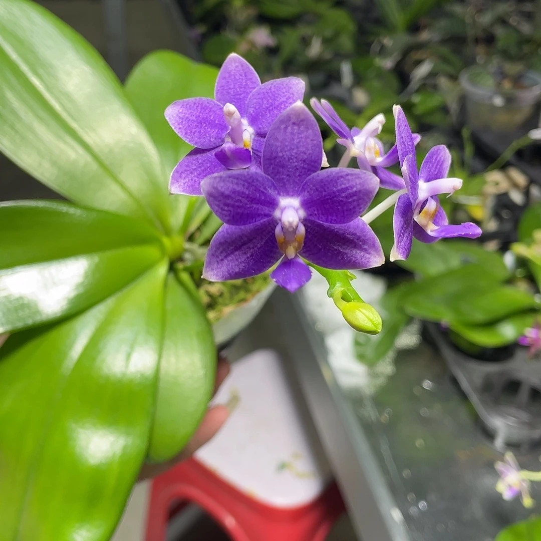 完全开放柳林蓝星 开花株 花苞瑕 166号