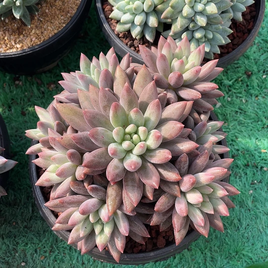 无砍手捧花红蜻蜓多肉